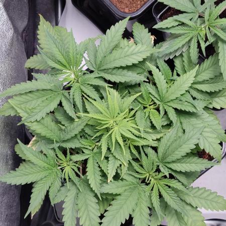 BCN Critical XXL