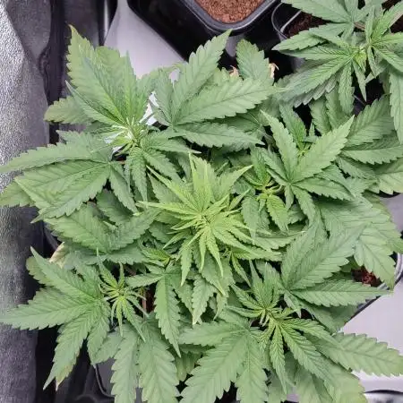 BCN Critical XXL