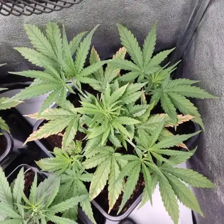 BCN Critical XXL Fast