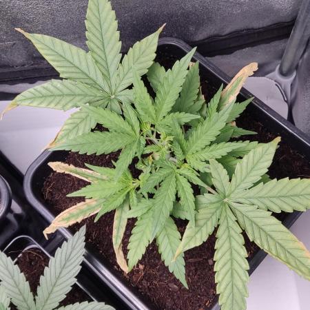 BCN Critical XXL Fast