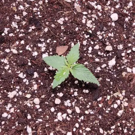 Red Pure CBD Auto #2