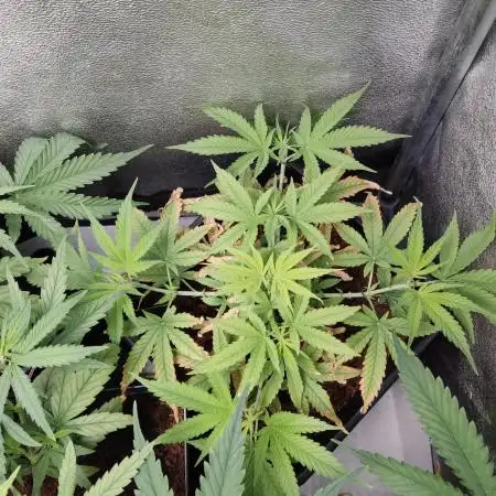 BCN Critical XXL Fast #2