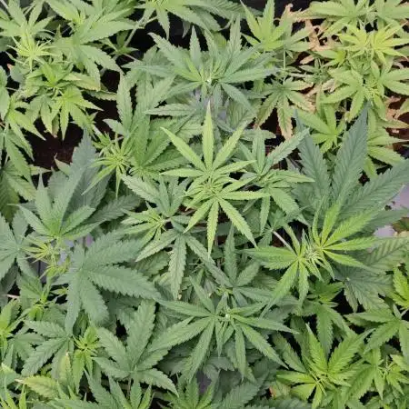 AK420