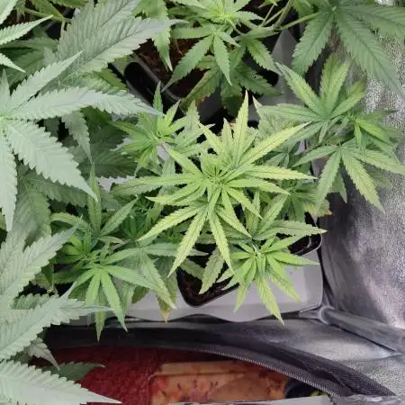 AK420
