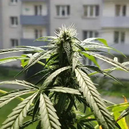 Euforia auto #2