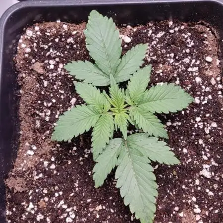 Red Pure CBD Auto #2