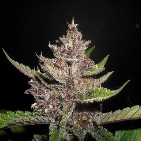 Puprle Punch OG XL auto
