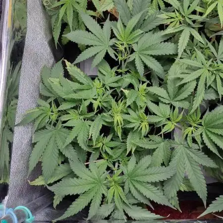 BCN Critical XXL