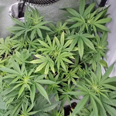 BCN Critical XXL Fast #2