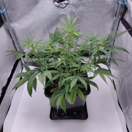 Green Poison XL auto