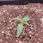 Critical Kush