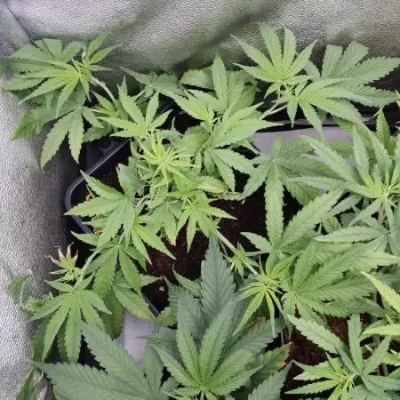 BCN Critical XXL Fast