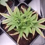 BCN Critical XXL Fast #2