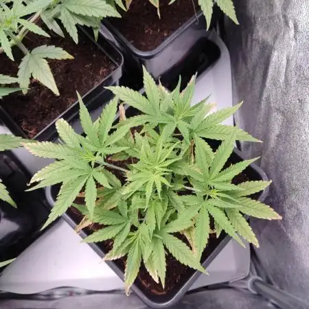 BCN Critical XXL Fast #2