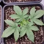 Red Pure CBD Auto #2