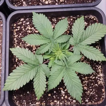 Red Pure CBD Auto #2