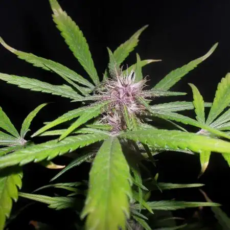 Dark Devil auto
