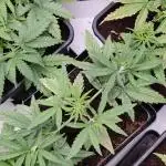 AK420