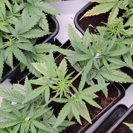 AK420
