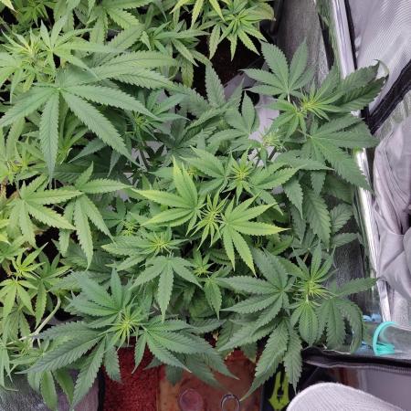BCN Critical XXL