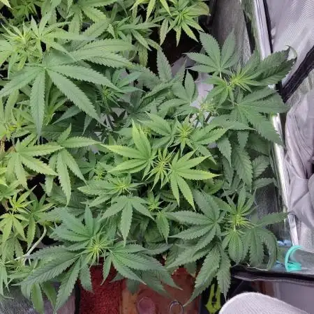 BCN Critical XXL
