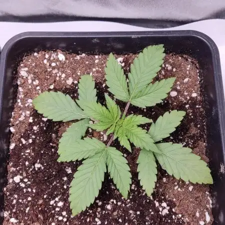 Northern Light Auto
