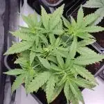 BCN Critical XXL Fast #3
