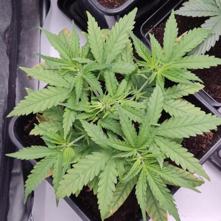 BCN Critical XXL Fast #3