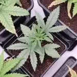 AK420