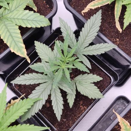 AK420