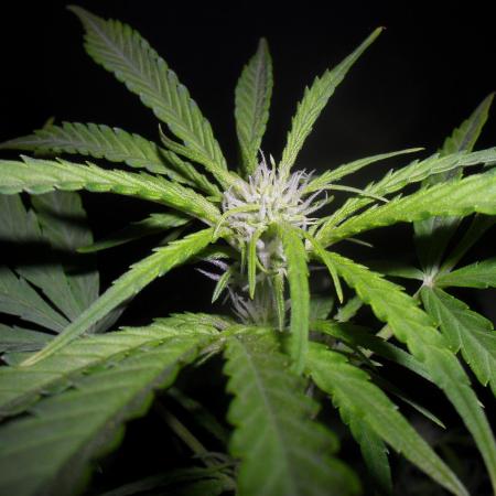 Green Poison XL auto