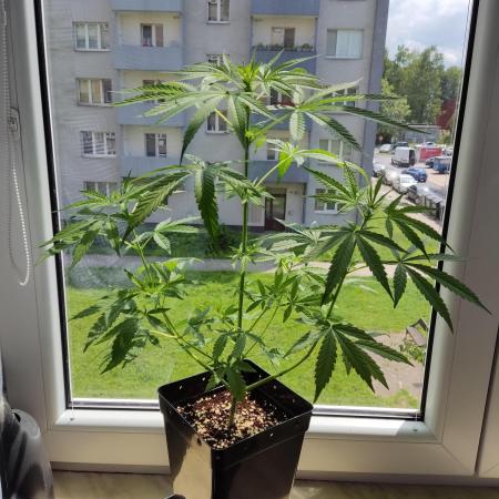 Euforia auto #2