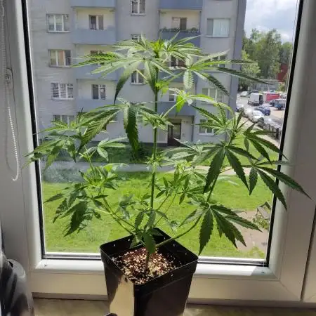 Euforia auto #2