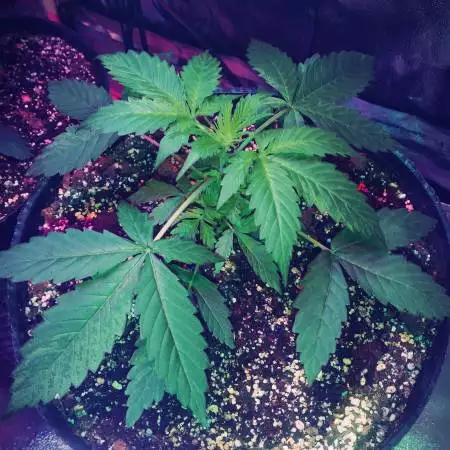 AUTO MAGNUM - BUDDAH SEEDS