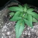High tech homegrown