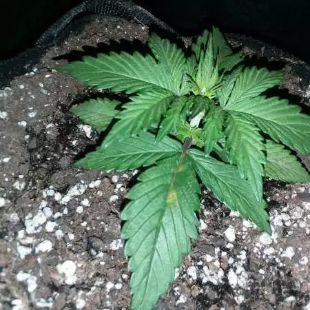 High tech homegrown
