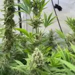 Fastbuds 2025/1