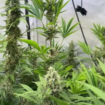 Fastbuds 2025/1