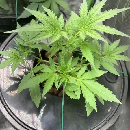 Kosher Kush
