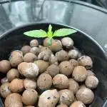 Kosher Kush