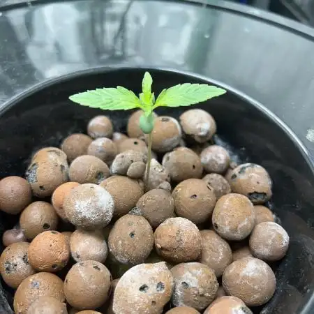 Kosher Kush