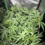Kosher Kush