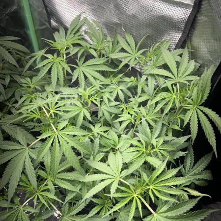 Kosher Kush