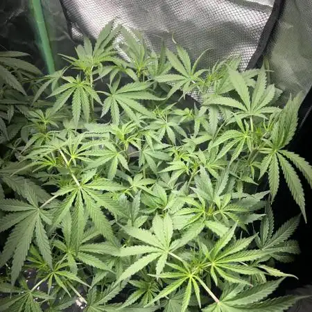 Kosher Kush