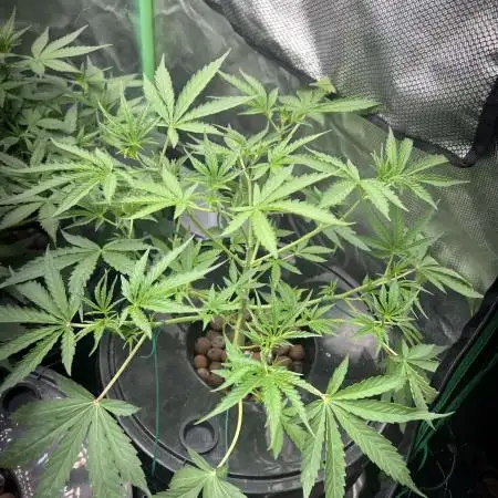 Kosher Kush