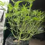 Kosher Kush