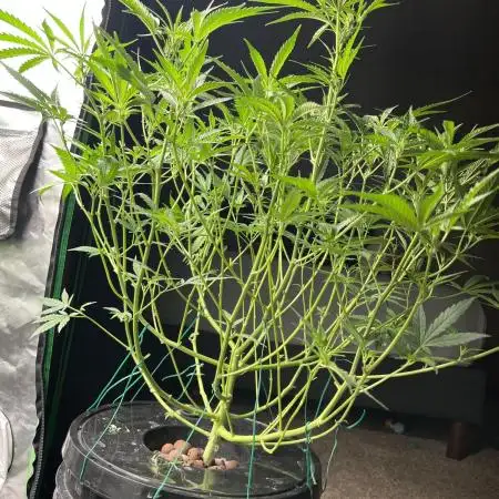 Kosher Kush