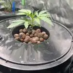 Kosher Kush