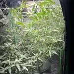 Kosher Kush