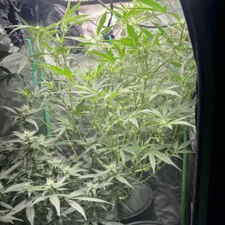 Kosher Kush